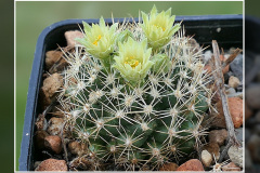 Escobaria cubensis