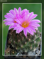 Escobaria hesteri