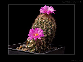 Escobaria hesteri