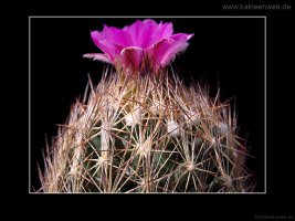 Escobaria hesteri