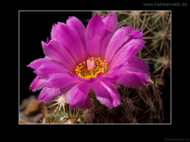 Escobaria hesteri