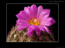 Escobaria hesteri