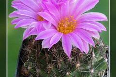 Escobaria hesteri