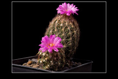 Escobaria hesteri