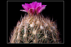 Escobaria hesteri