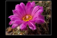 Escobaria hesteri