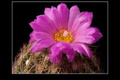 Escobaria hesteri
