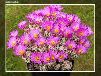 Escobaria minima SB 423