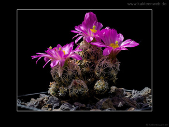 Escobaria minima SB 423