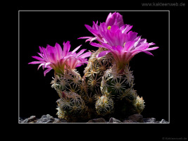 Escobaria minima SB 423