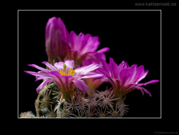 Escobaria minima SB 423