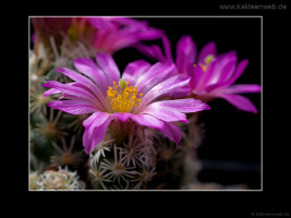 Escobaria minima SB 423