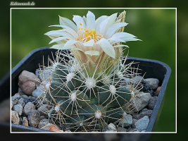 Escobaria missouriensis subsp. marstonii