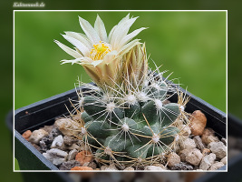 Escobaria missouriensis subsp. marstonii