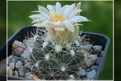 Escobaria missouriensis subsp. marstonii