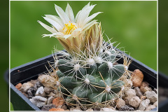 Escobaria missouriensis subsp. marstonii