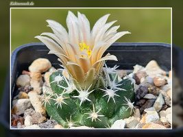 Escobaria missouriensis subsp. navajoensis RP 33