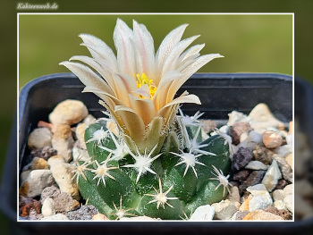 Escobaria missouriensis subsp. navajoensis RP 33