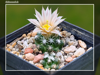 Escobaria missouriensis subsp. navajoensis RP 33