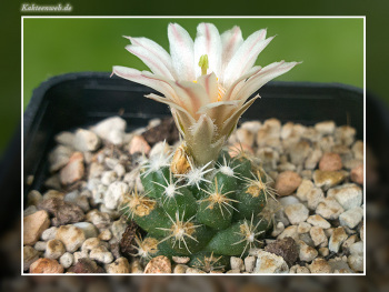 Escobaria missouriensis subsp. navajoensis RP 33