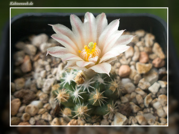 Escobaria missouriensis subsp. navajoensis RP 33