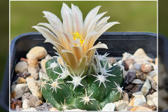 Escobaria missouriensis subsp. navajoensis RP 33