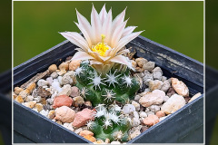 Escobaria missouriensis subsp. navajoensis RP 33