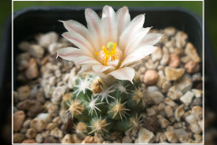 Escobaria missouriensis subsp. navajoensis RP 33