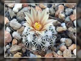 Escobaria robbinsorum SB 464