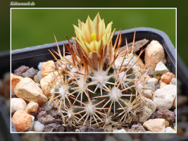 Escobaria robbinsorum SB 464