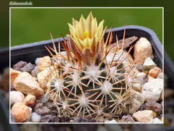 Escobaria robbinsorum SB 464