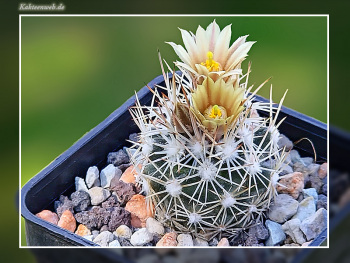 Escobaria robbinsorum SB 464