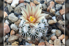 Escobaria robbinsorum SB 464