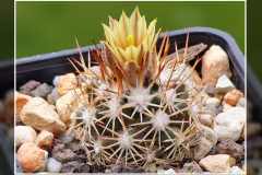 Escobaria robbinsorum SB 464