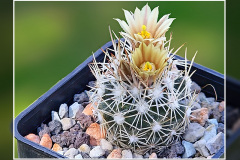 Escobaria robbinsorum SB 464