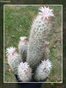 Escobaria tuberculosa Escobaria tuberculosa