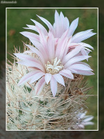 Escobaria tuberculosa