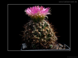 Escobaria vivipara