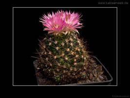 Escobaria vivipara