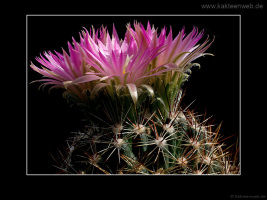 Escobaria vivipara