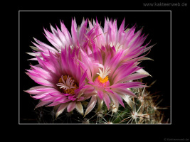Escobaria vivipara