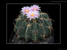 Ferocactus macrodiscus