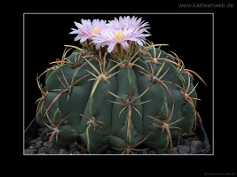 Ferocactus macrodiscus