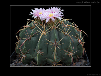 Ferocactus macrodiscus