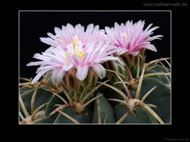 Ferocactus macrodiscus