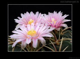 Ferocactus macrodiscus