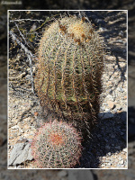 Ferocactus wislizeni