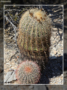 Ferocactus wislizeni Ferocactus wislizeni