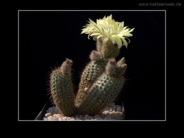 Frailea alacriportana FS 018