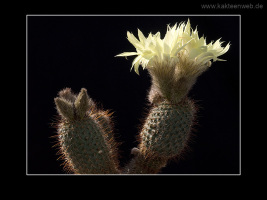 Frailea alacriportana FS 018